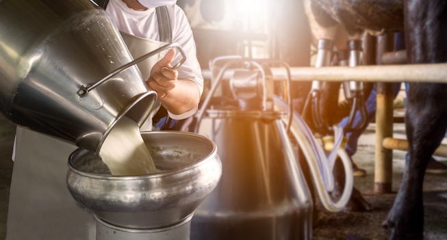 Farmer,Pouring,Raw,Milk,Into,Container,With,Milking,Machine,Milking